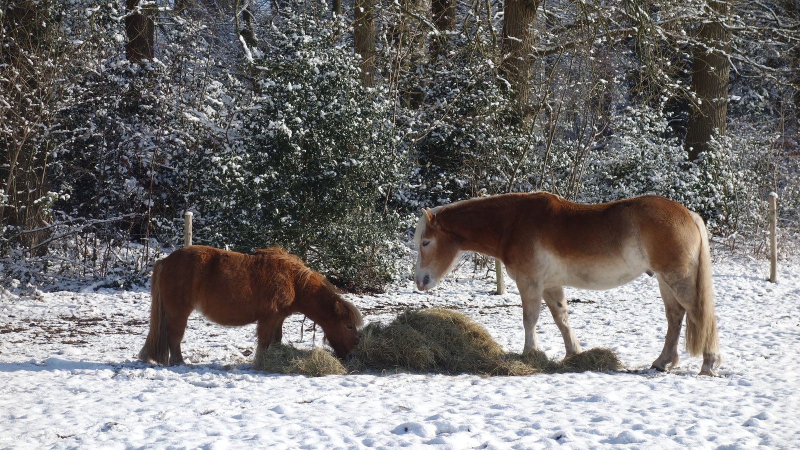 BASIC AND IMPORTANT NECESSITIES THAT A HORSE NEEDS TO BE HEALTHY